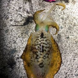 2022 佐渡ヶ島エギング 41回目【11月2日】