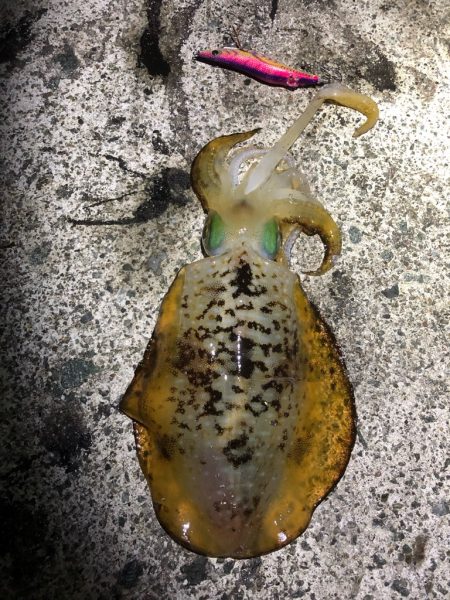 2022 佐渡ヶ島エギング 41回目【11…