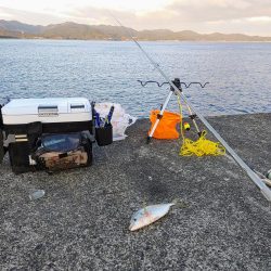晩酌のアテ釣り
