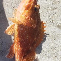 良型アマダイゲット