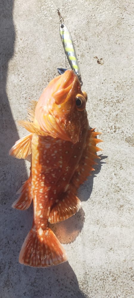 良型アマダイゲット