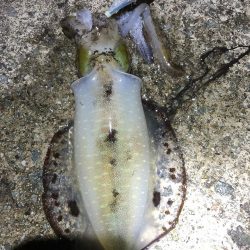 2022 佐渡ヶ島エギング 39回目【10月29日】