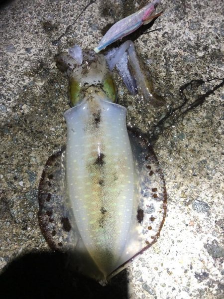 2022 佐渡ヶ島エギング 39回目【10月29日】