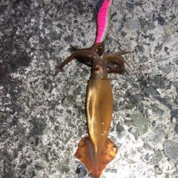 2022 佐渡ヶ島エギング 53回目【11月25日】