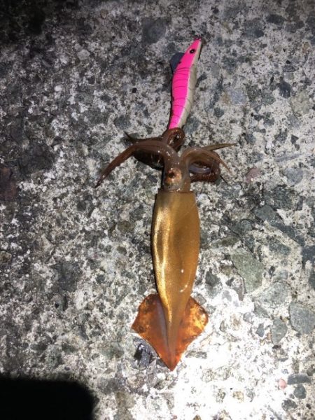 2022 佐渡ヶ島エギング 53回目【11月25日】