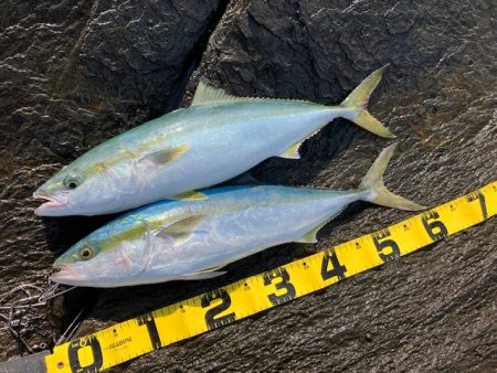 カンパリの情報を参考に