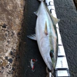 初、青物…しかもブリサイズ