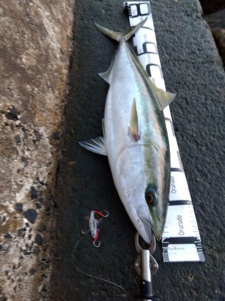 初、青物…しかもブリサイズ