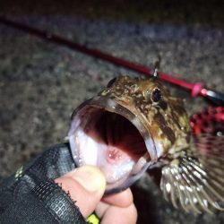 2022/10/31 南港ヘチ釣り釣行