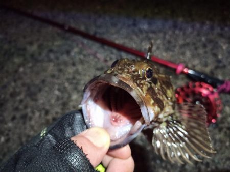 2022/10/31 南港ヘチ釣り釣行