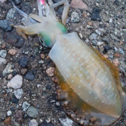 アオリイカ2杯！