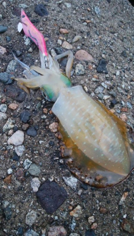 アオリイカ2杯！