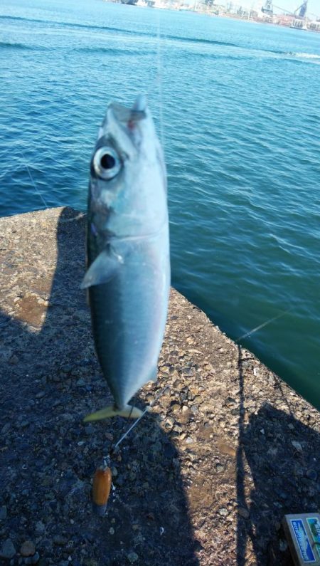 播磨新島のキス情報