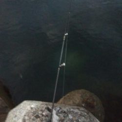 アオリイカ3杯！