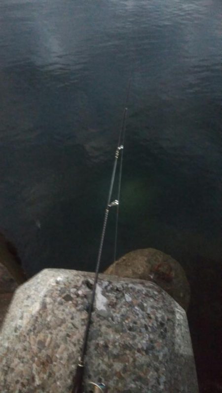 アオリイカ3杯！