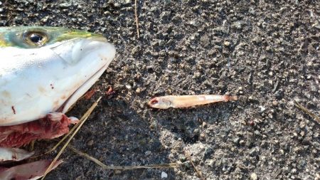 西宮周辺青物好調！！