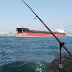 播磨新島のキス情報