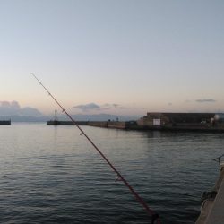 江井ヶ島のキス情報