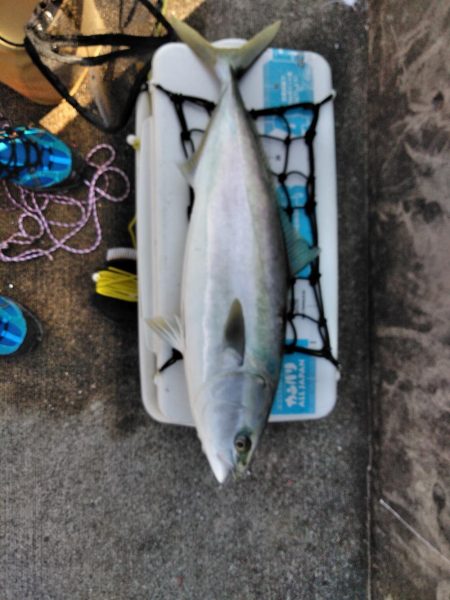 メジロ・ハマチ・アジ・・・