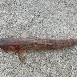 そろそろブリサイズ欲しい