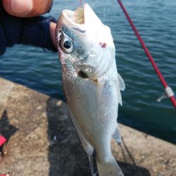 播磨新島のキスが居なくなりました