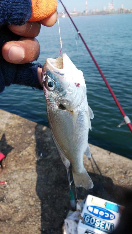 播磨新島のキスが居なくなりました