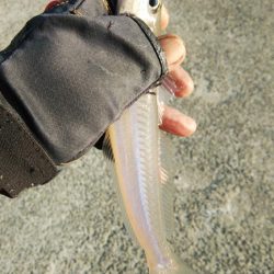 久しぶりに良型キスのアタリを楽しめました