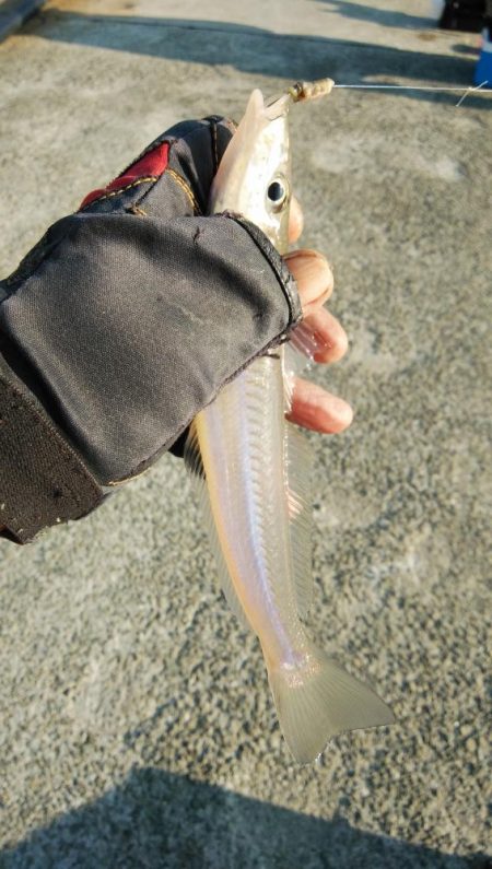 久しぶりに良型キスのアタリを楽しめました