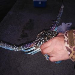 魚住港のキス調査