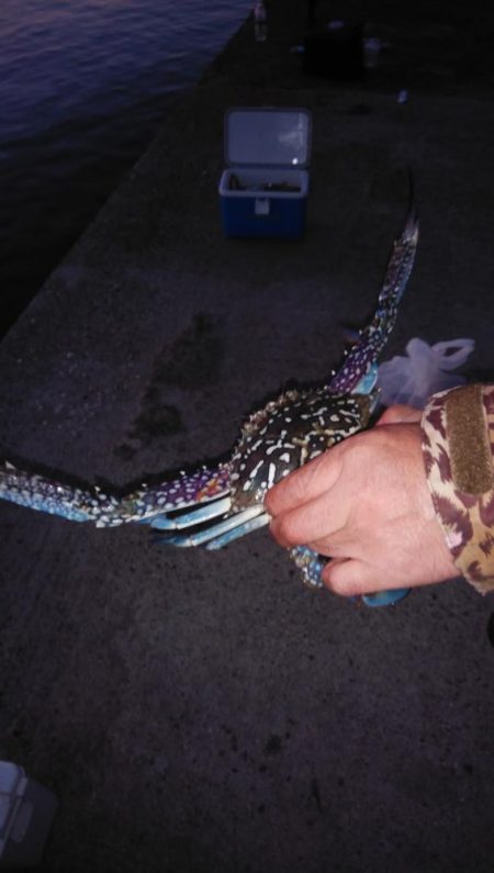 魚住港のキス調査