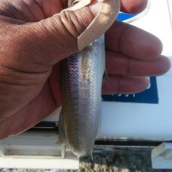 魚住港のキス調査