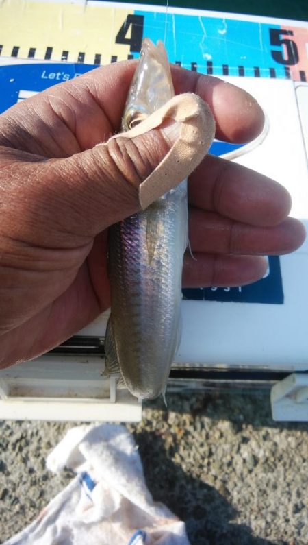 魚住港のキス調査