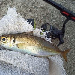 2022/11/19 須磨ライトゲーム釣行