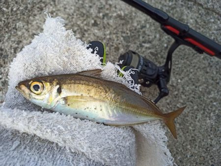 2022/11/19 須磨ライトゲーム釣行