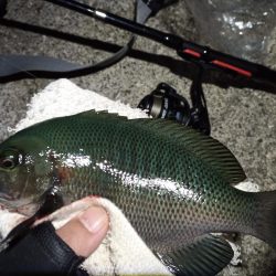 2022/11/21 須磨ライトゲーム釣行