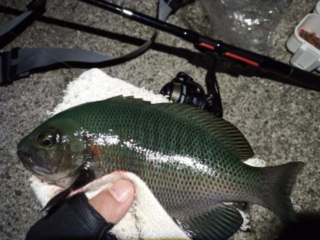 2022/11/21 須磨ライトゲーム釣行