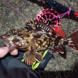 2022/11/24 南港ヘチ釣り釣行