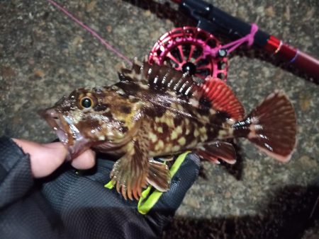 2022/11/24 南港ヘチ釣り釣行