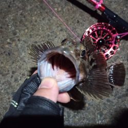 2022/11/25 南港落とし込み釣り釣行