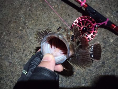 2022/11/25 南港落とし込み釣り釣行