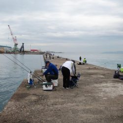 播磨新島のキス調査