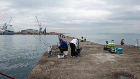 播磨新島のキス調査