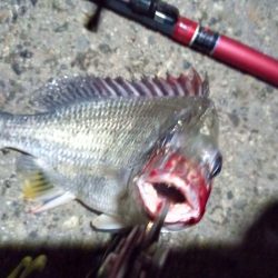 2022/11/26 南港ライトゲーム釣行