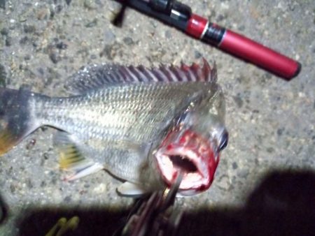 2022/11/26 南港ライトゲーム釣行