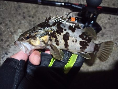 2022/11/27 南港ライトゲーム釣行