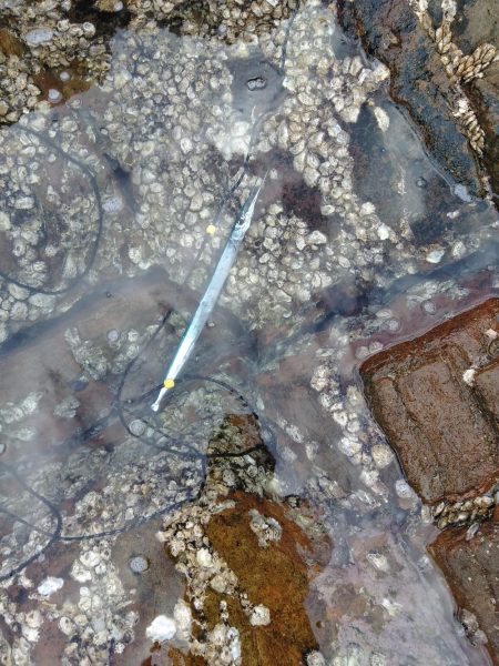 フカセ‥最高ですネ・・