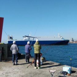 午後から播磨新島のキス調査