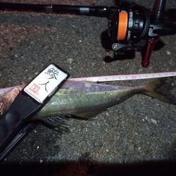 2022/11/28 南港ライトゲーム釣行