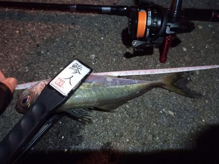 2022/11/28 南港ライトゲーム釣行