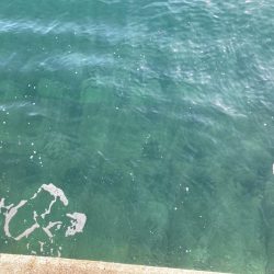 グレ入れ食い！